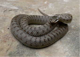 colubro liscio