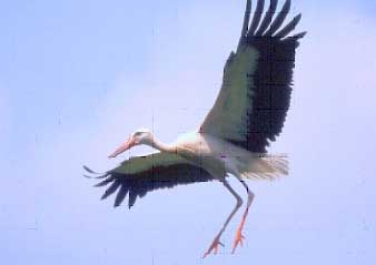 corso avifauna